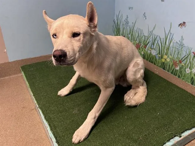 A young medium-sized male Siberian Husky dog named Charlie for adoption in Lancaster, CA