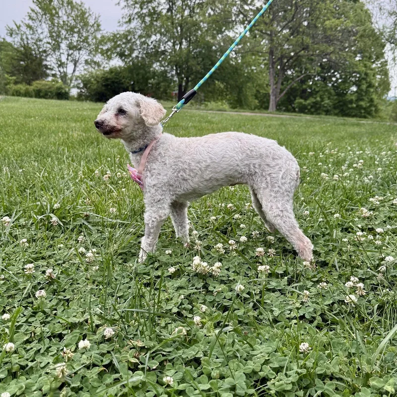 An adult small-sized female Poodle dog named Susie Roo for adoption in Alexandria, KY