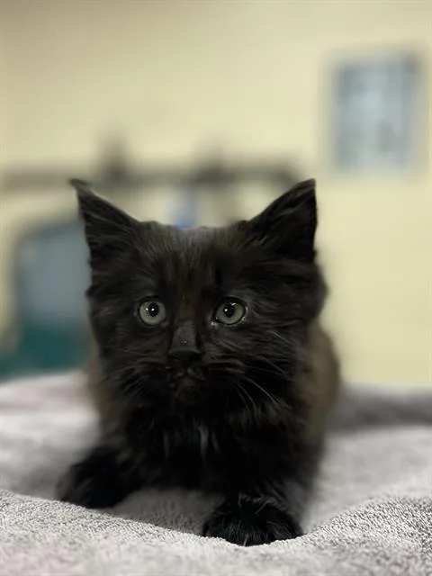 A baby small-sized male Domestic Short Hair cat named Halo for adoption in Aliquippa, PA