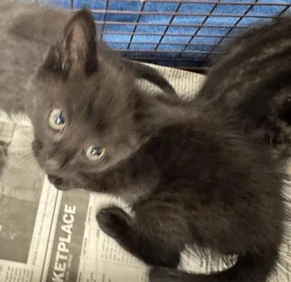 A baby small-sized female Domestic Short Hair cat named Sugar for adoption in Los Angeles, CA