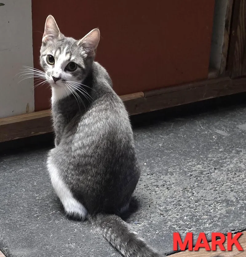 A baby small-sized male Domestic Short Hair cat named Mark for adoption in Buhl, ID