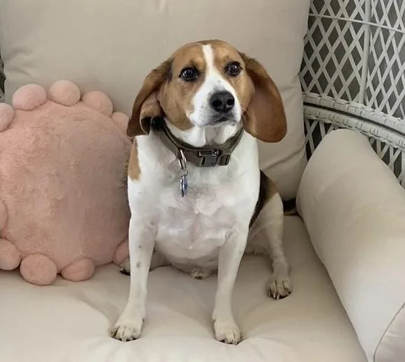 A senior medium-sized male Beagle dog named Charlie for adoption in LA GRANGE PARK, IL