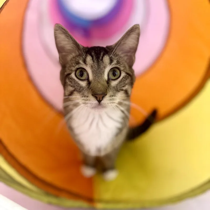 A young medium-sized female Brown / Chocolate Domestic Short Hair cat named Diva for adoption in Forest Park, IL