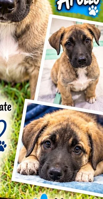 A baby large-sized male Anatolian Shepherd dog named Apollo for adoption in Sunderland, MD