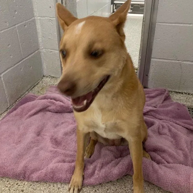 An adult medium-sized female Retriever dog named Veda for adoption in Lake Havasu City, AZ