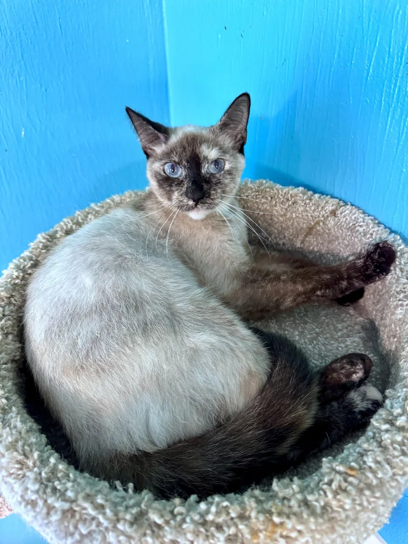A baby small-sized female Seal Point Dilute Tortoiseshell cat named Krystal for adoption in Scottsburg, IN