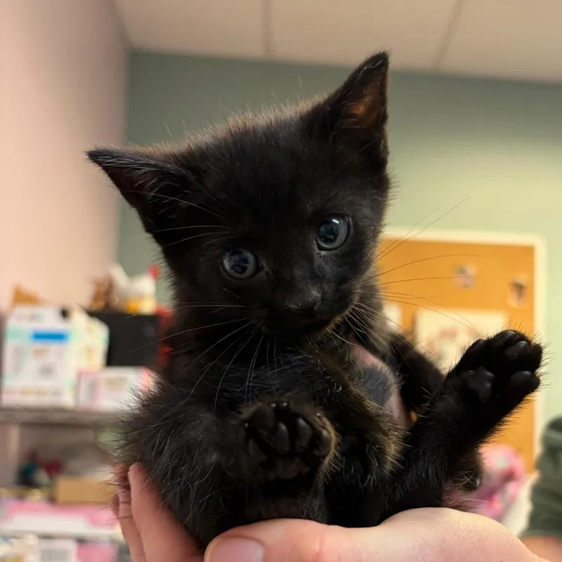 A baby small-sized male Black Domestic Short Hair cat named Scone for adoption in Columbus, GA