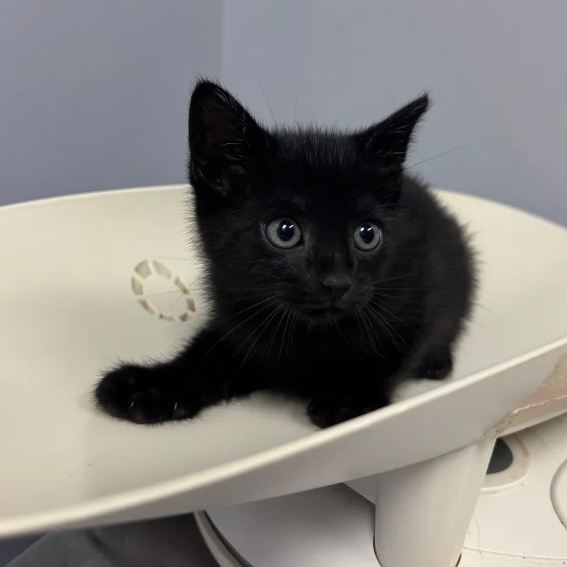 Scone thumbnail 3