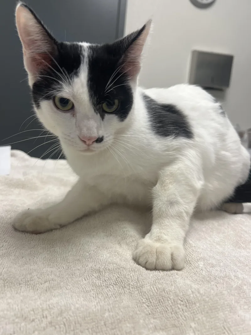 A young medium-sized male Domestic Short Hair cat named Doc for adoption in Chico, CA