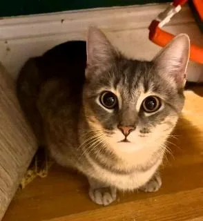 An adult medium-sized female Domestic Short Hair cat named Ruthie for adoption in Wayland, MA