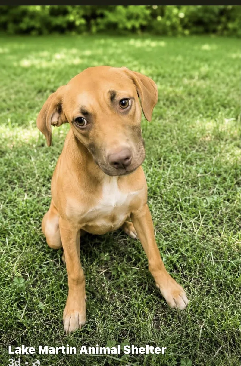 A young medium-sized male Apricot / Beige Hound dog named Clyde for adoption in Alexander City, AL