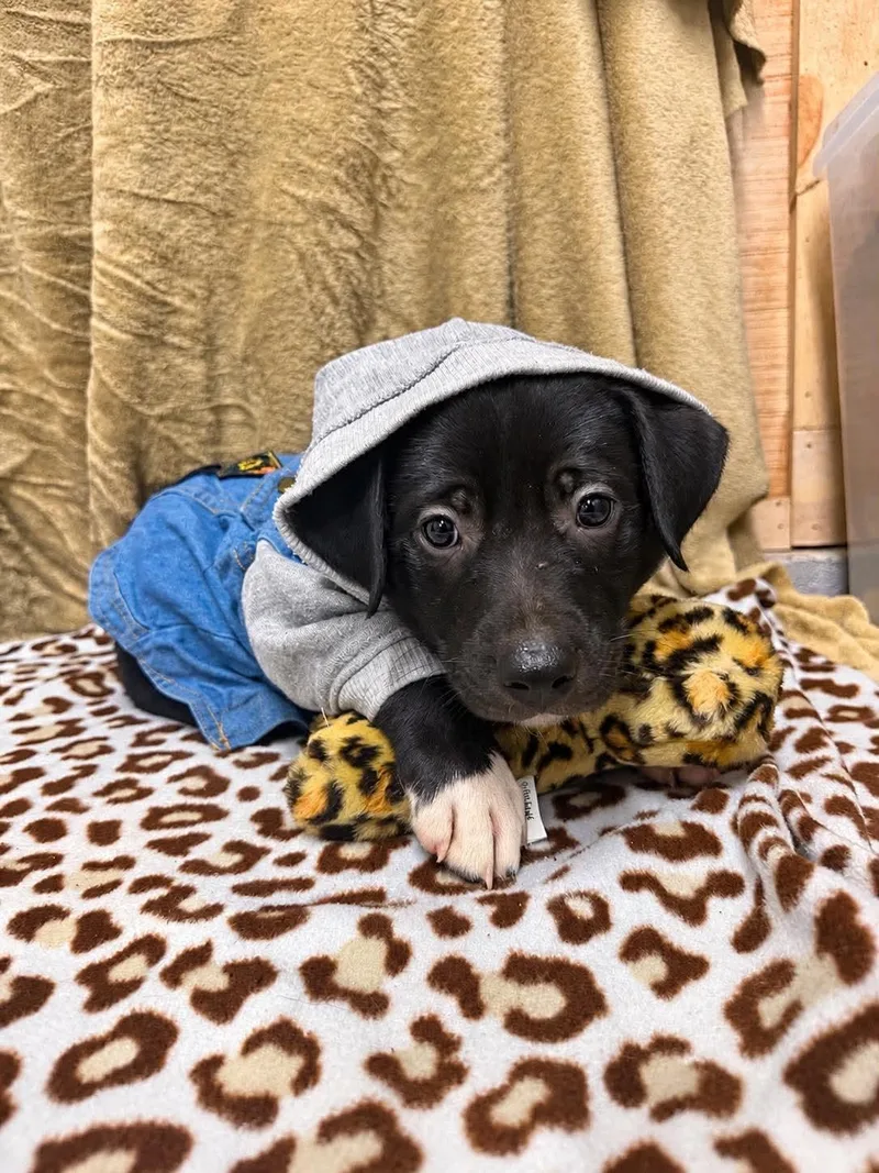 A baby medium-sized male Black Labrador Retriever dog named Hans for adoption in Randolph, NJ