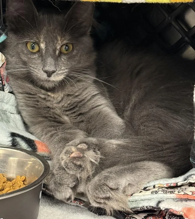 A baby small-sized female Domestic Medium Hair cat named Bri for adoption in Fremont, NE