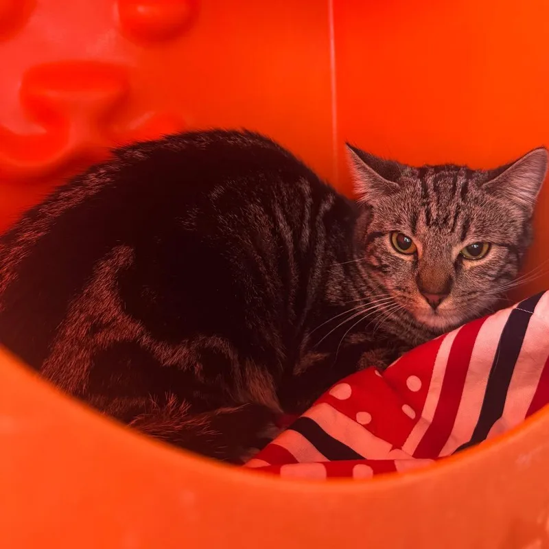 A young small-sized female Brown / Chocolate Domestic Short Hair cat named Mable for adoption in Waukesha, WI