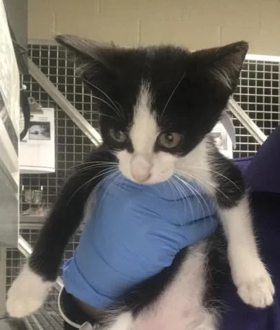 A baby small-sized female Domestic Short Hair cat named Nala for adoption in Conroe, TX