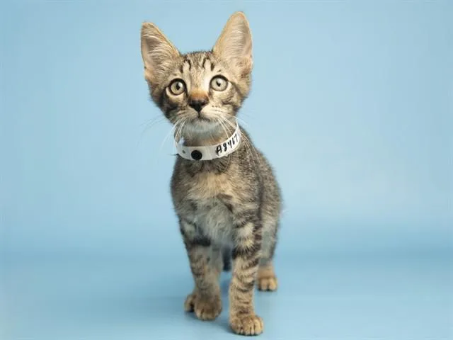 A baby small-sized male Domestic Short Hair cat named White Fox for adoption in Phoenix, AZ