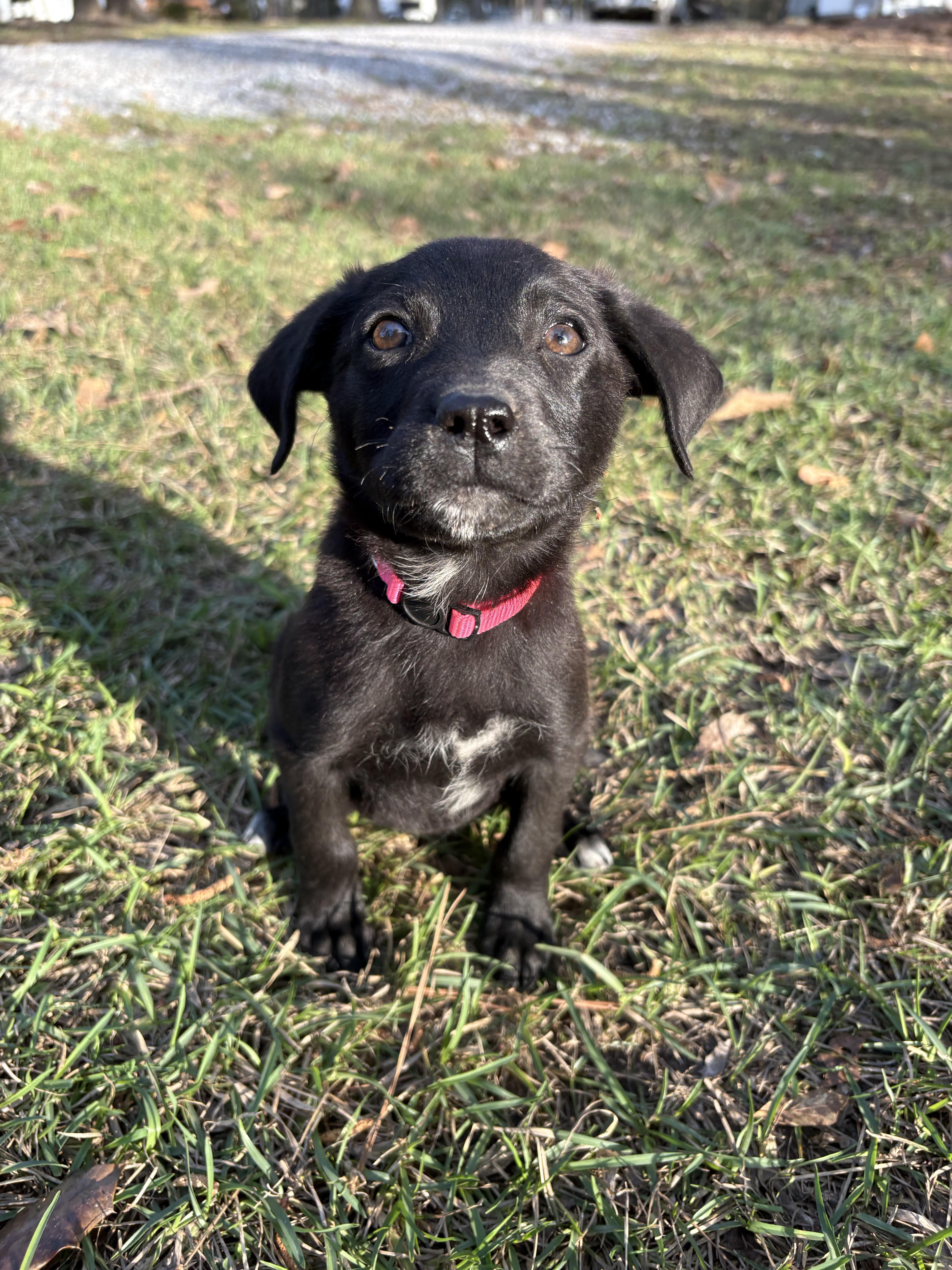 A baby small-sized female Labrador Retriever dog named Savannah for adoption in Westport, CT