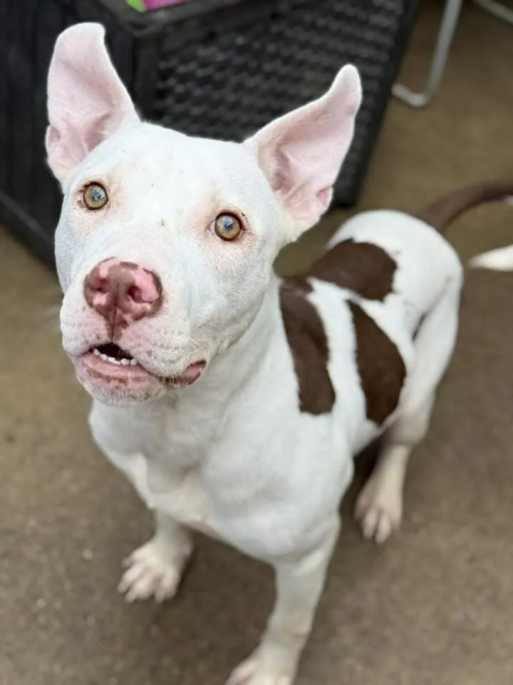 An adult medium-sized male White / Cream Pit Bull Terrier dog named Joon for adoption in Chicago, IL