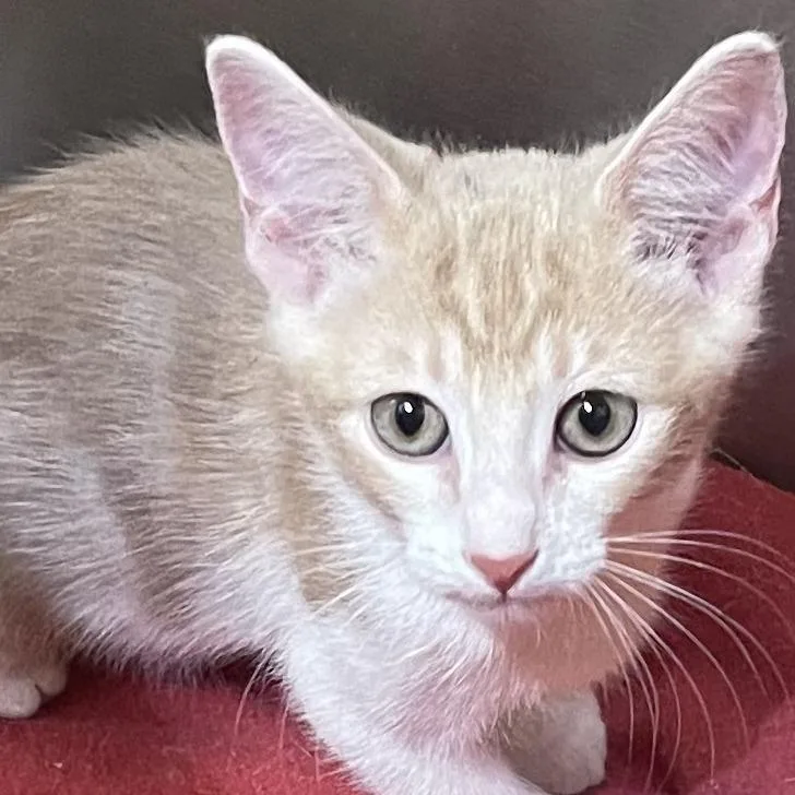 A baby small-sized female Buff / Tan / Fawn Domestic Short Hair cat named Katy for adoption in Santa Fe, TX