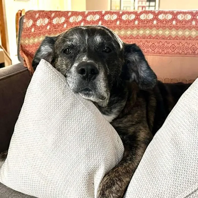 An adult medium-sized male Hound dog named Max FKA Tiramisu for adoption in Falls Church, VA