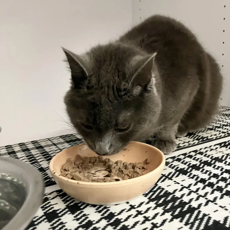 Bluebell thumbnail 2