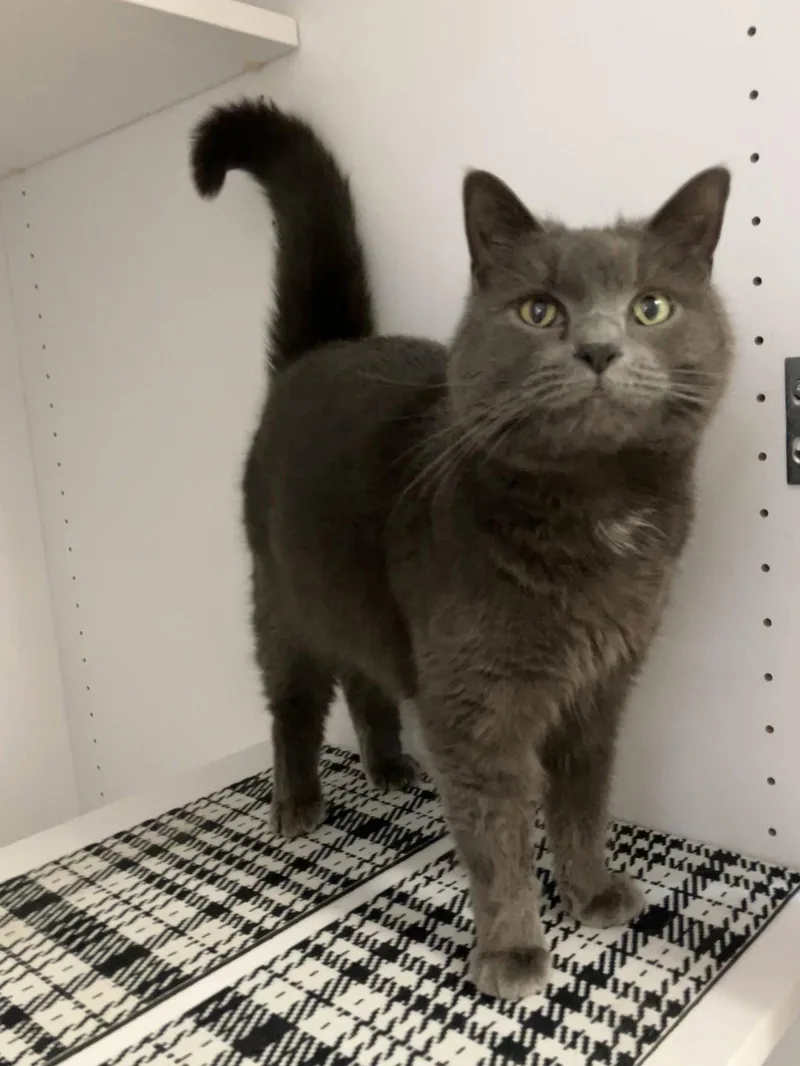 Bluebell thumbnail 3