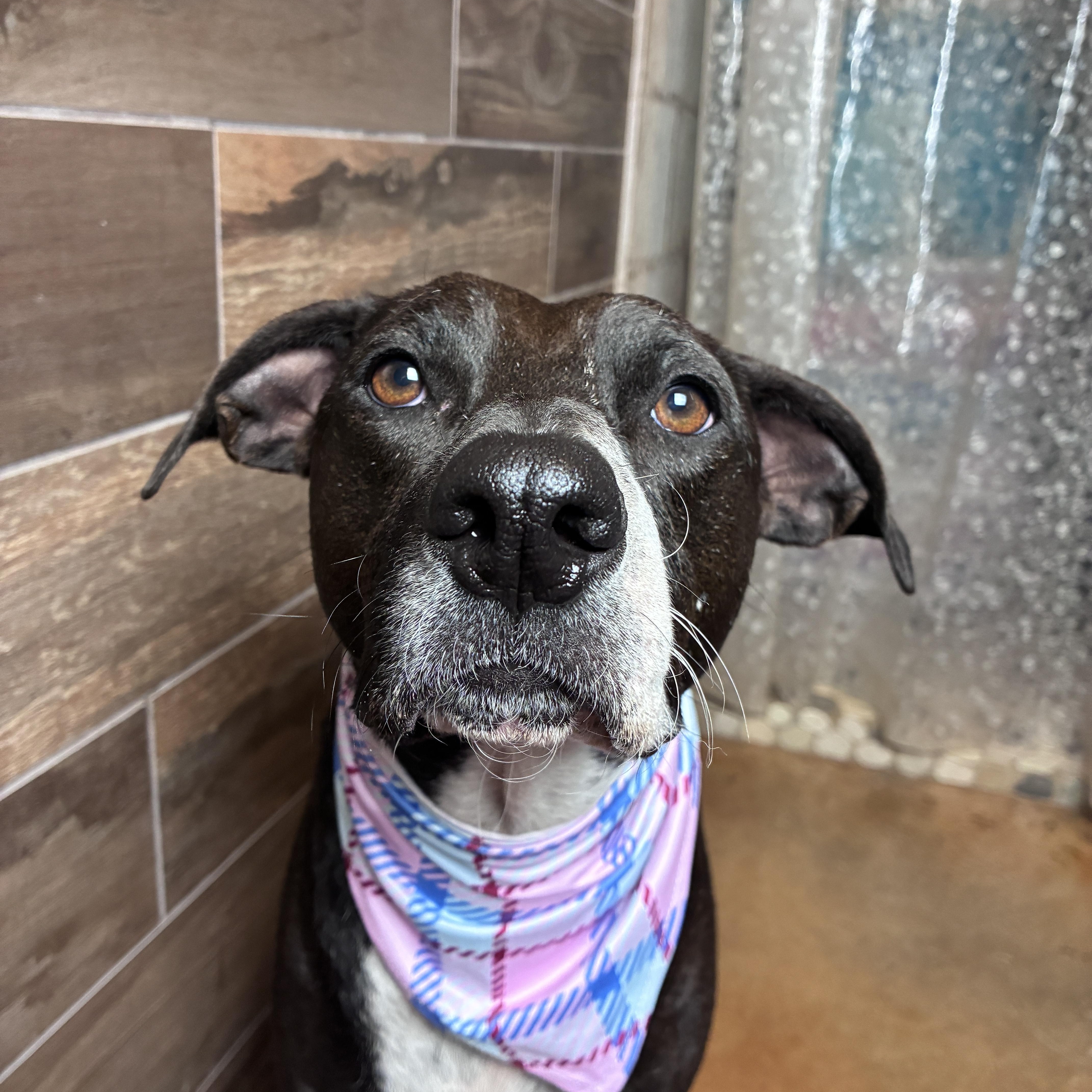 An adult medium-sized female Black Mixed Breed dog named Mia for adoption in Hondo, TX