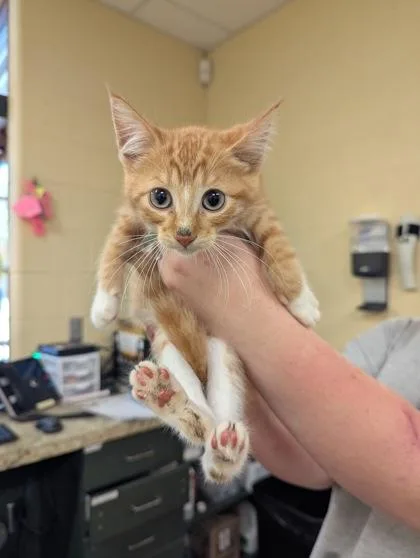 A baby small-sized female Domestic Short Hair cat named Fluttershy for adoption in Independence, MO