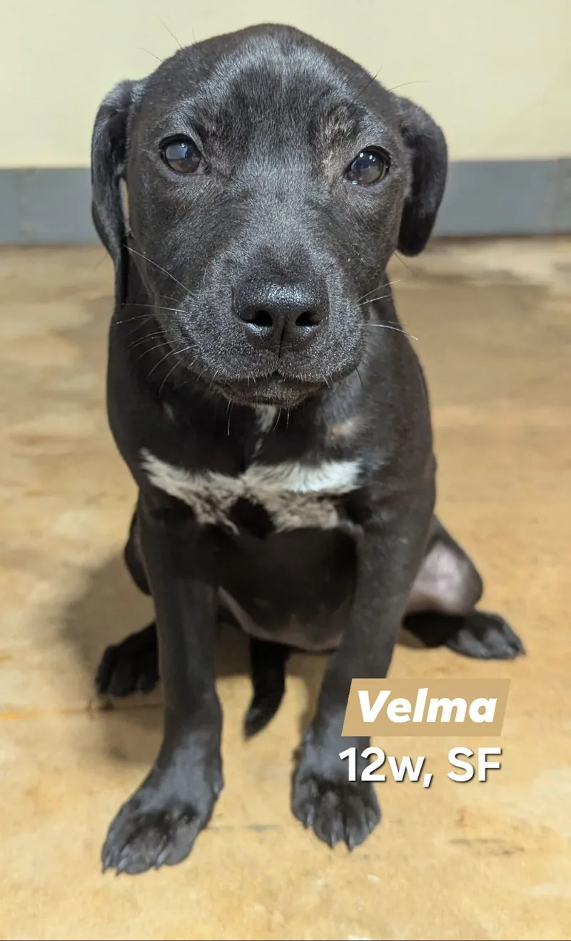 A baby medium-sized female White / Cream Labrador Retriever dog named Velma for adoption in Parma, OH