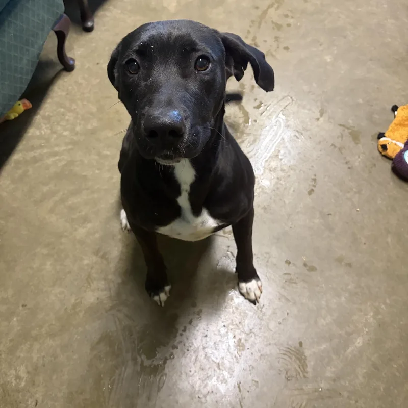 An adult large-sized female Black Labrador Retriever dog named Shadow for adoption in Seneca, PA
