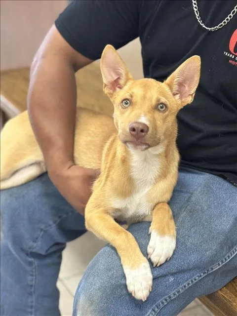 A baby small-sized male Labrador Retriever dog named Benjamin for adoption in Conroe, TX