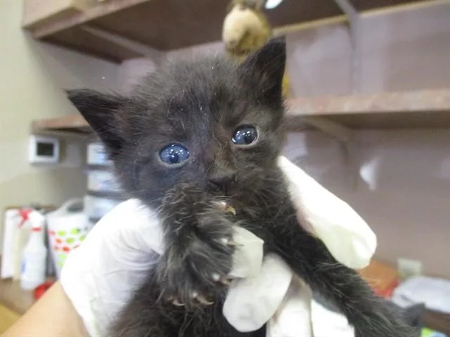 A baby small-sized male Domestic Short Hair cat named Damien for adoption in Ocala, FL