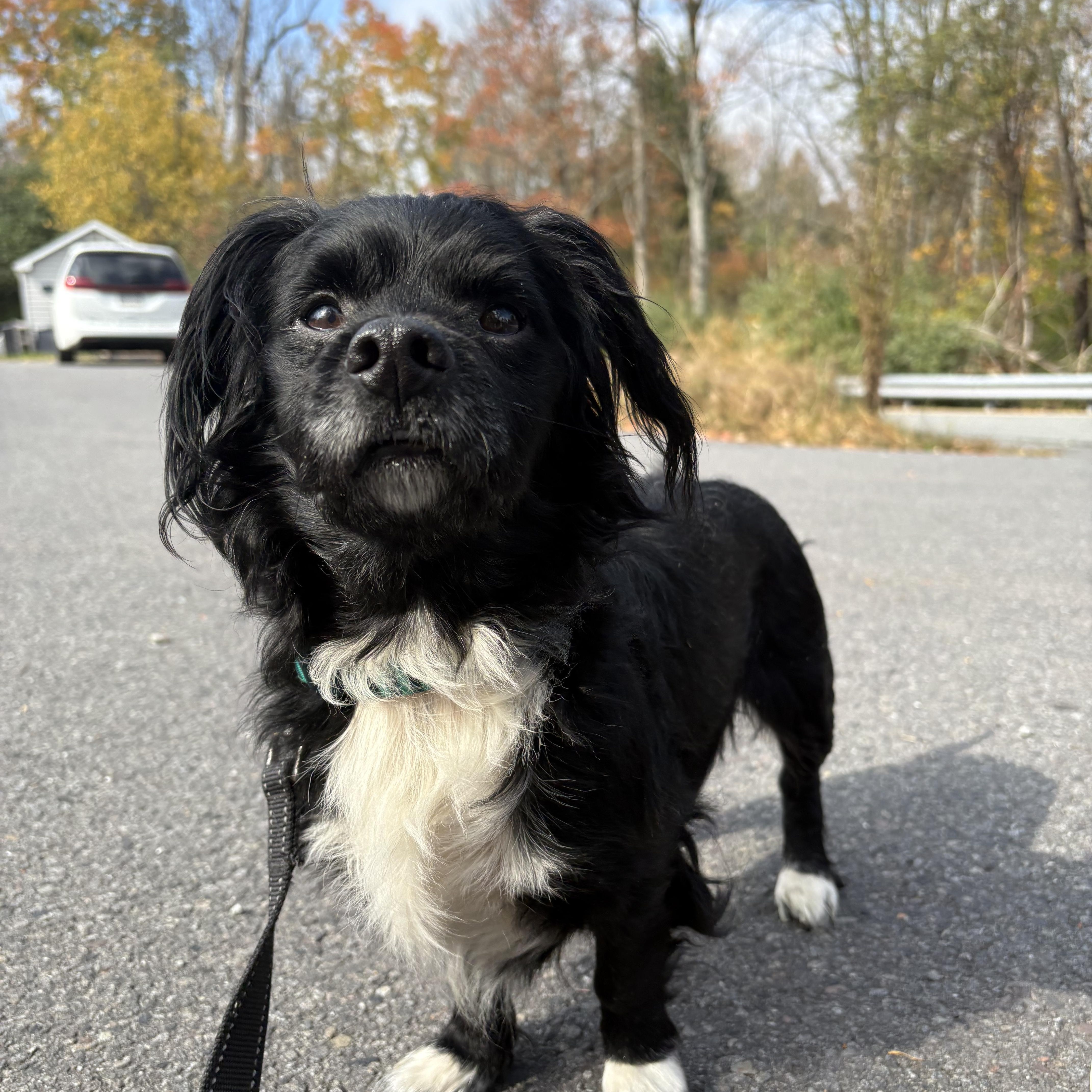 A senior small-sized male Mixed Breed dog named Binx for adoption in Honesdale, PA