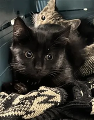 A baby small-sized female Domestic Short Hair cat named Magic Morsels for adoption in Derwood, MD