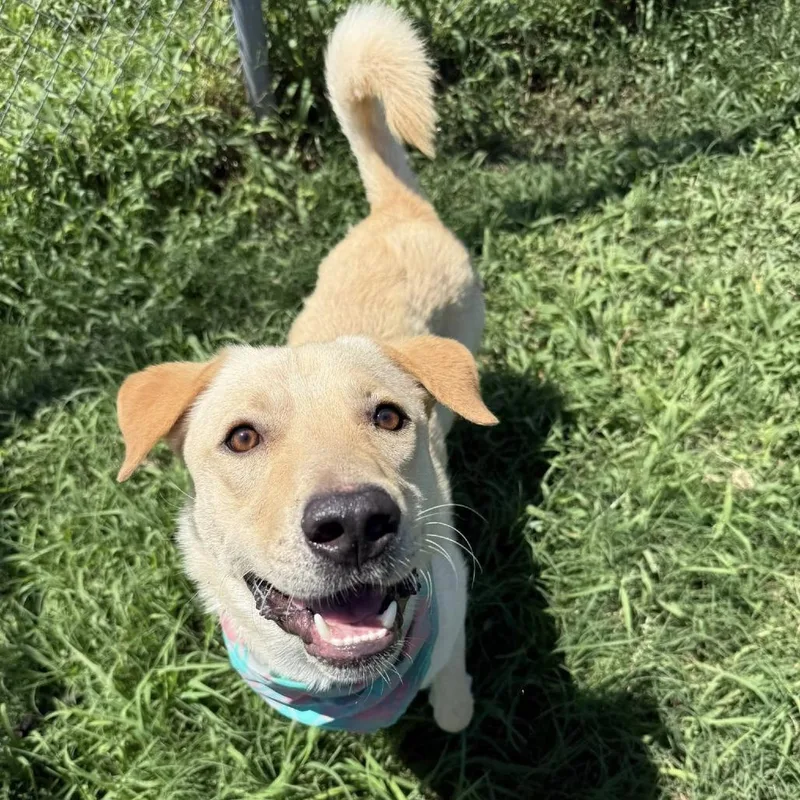 A young medium-sized male Yellow / Tan / Blond / Fawn Labrador Retriever dog named Joxster for adoption in Pittsburgh, PA