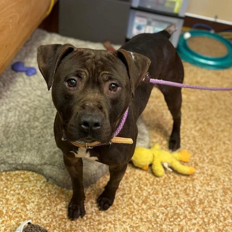 An adult medium-sized male Brown / Chocolate Pit Bull Terrier dog named Chewy for adoption in Chehalis, WA