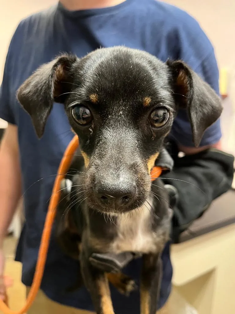 A young small-sized female Chihuahua dog named Newt for adoption in New Braunfels, TX