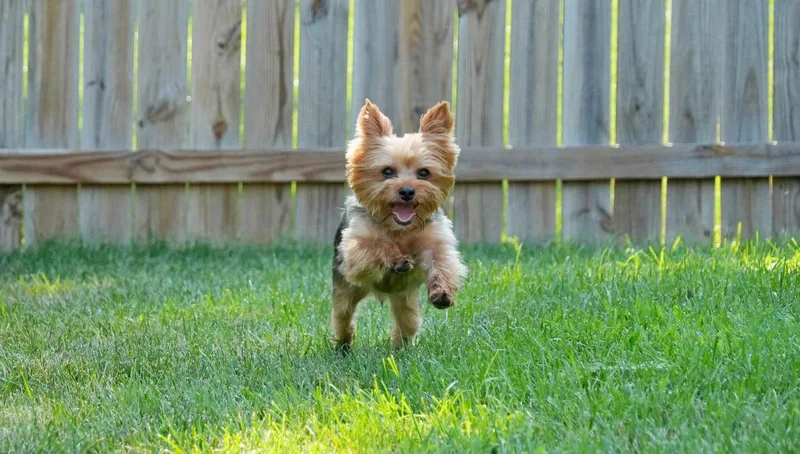 A young small-sized male Brown / Chocolate Yorkshire Terrier dog named Cooper for adoption in Dyer, IN