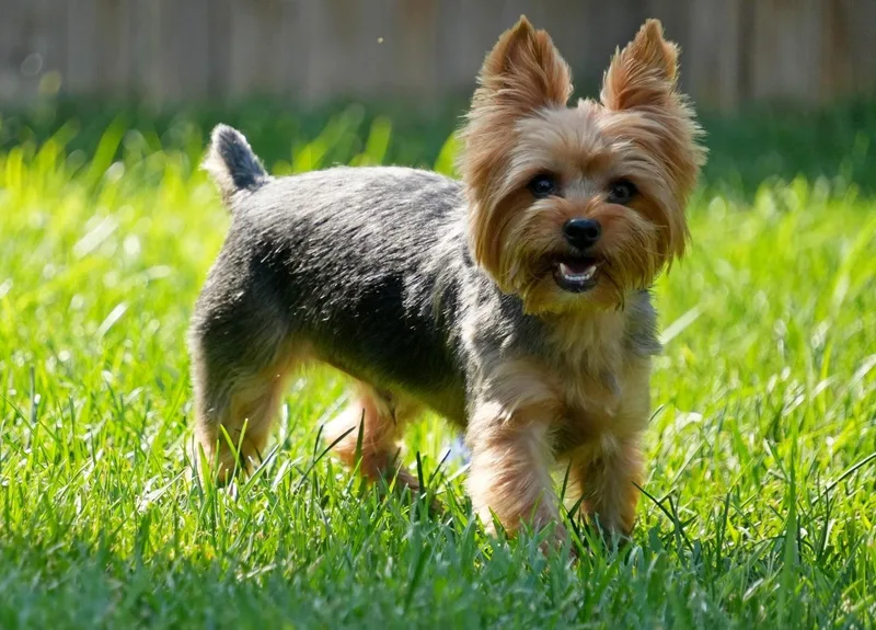 Cooper thumbnail 2