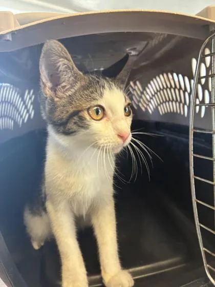 A baby medium-sized female Domestic Short Hair cat named Samantha for adoption in West Memphis, AR