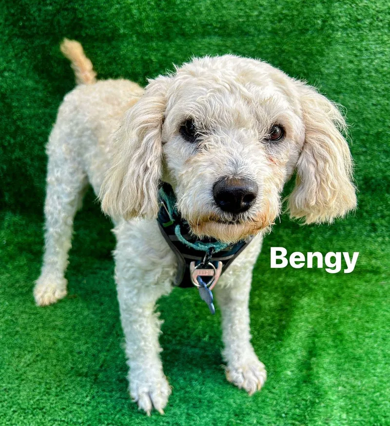 Bengy thumbnail 4