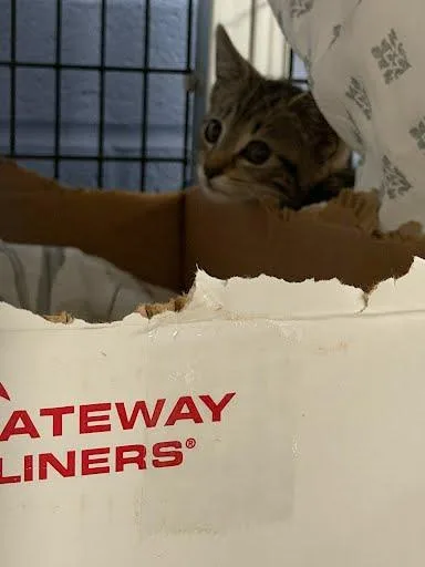 A baby small-sized female Domestic Short Hair cat named Houdini for adoption in Washington, DC
