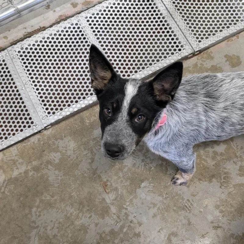A young small-sized female Gray / Blue / Silver Australian Cattle Dog / Blue Heeler named Found Dog for adoption in Buffalo, WY