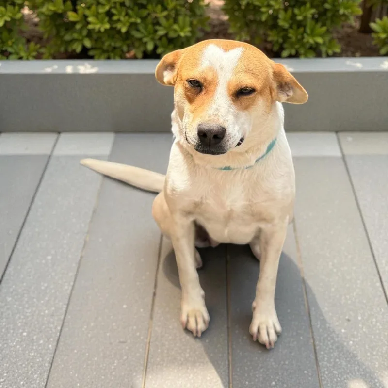 Ariel