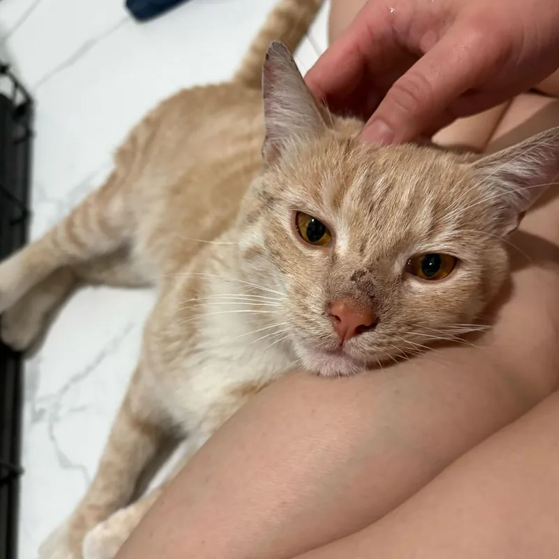 A young medium-sized male Orange / Red Domestic Short Hair cat named Kettle Corn for adoption in New York, NY