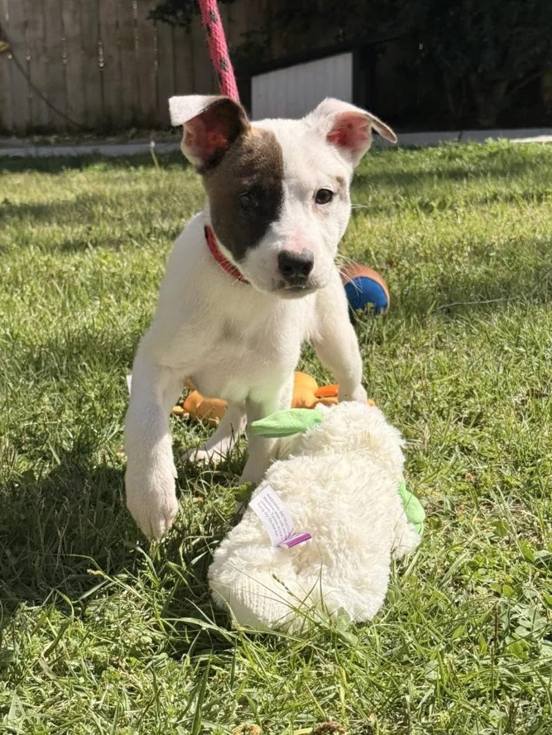 A baby small-sized female Terrier dog named Ziti for adoption in Locust Fork, AL