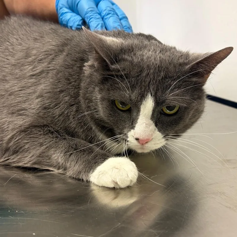 An adult extra large-sized female Gray / Blue / Silver Domestic Short Hair cat named Hattie Mae for adoption in Nashville, TN