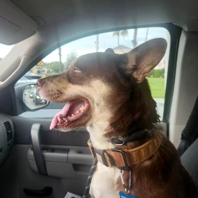 An adult medium-sized male Brown / Chocolate Husky dog named Miles Chino Hills for adoption in Chino Hills, CA