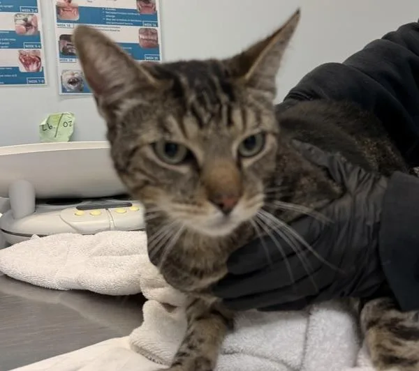 An adult small-sized male Domestic Short Hair cat named Leo for adoption in San Diego, CA