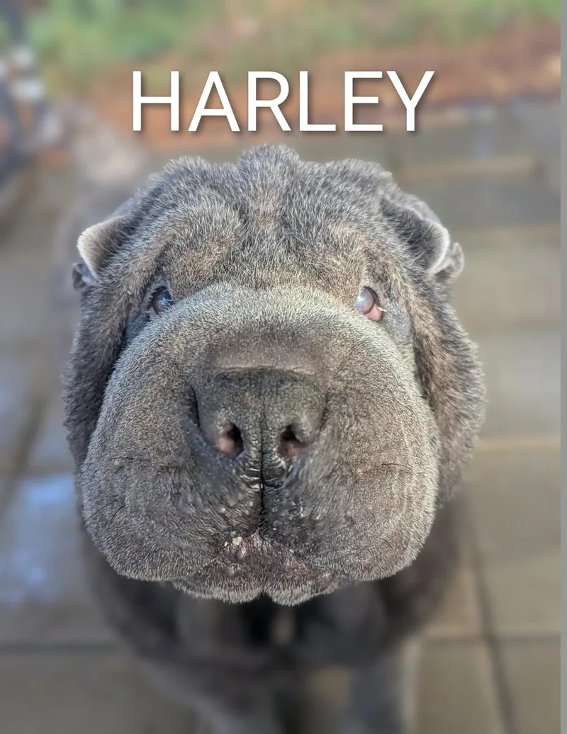 Harley